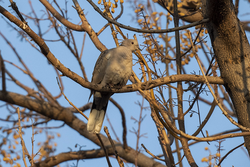 Eurasian Collared-Dove